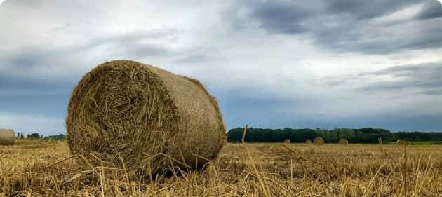 打造极致高效、便捷的在线娱乐体验 - 旺财285